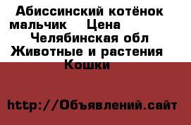 Абиссинский котёнок (мальчик) › Цена ­ 17 000 - Челябинская обл. Животные и растения » Кошки   
